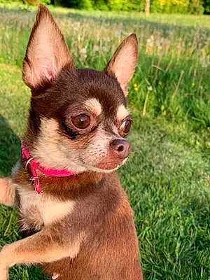 Nom Chihuahua Chien Juliette