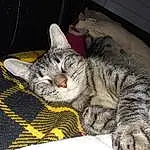 Chat, Carnivore, Felidae, Moustaches, Grey, Small To Medium-sized Cats, Comfort, Museau, Domestic Short-haired Cat, Patte, Poil, Pattern, Griffe, Queue, Sieste, Sleep, Terrestrial Animal, Linens
