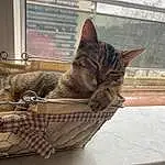 Chat, Fenêtre, Felidae, Bois, Carnivore, Small To Medium-sized Cats, Comfort, Moustaches, Museau, Basket, Queue, Window Blind, Storage Basket, Outdoor Furniture, Poil, Domestic Short-haired Cat, Wicker, Assis, Herbe, Plante
