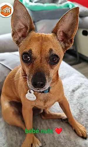 Nom Chihuahua Chien Nuts