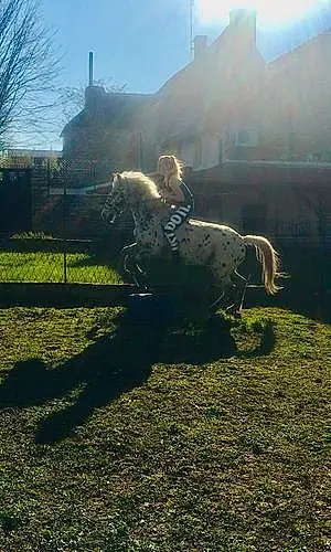 Welsh Pony and Cob Létoile