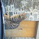Chat, FenÃªtre, Bois, Carnivore, Felidae, Moustaches, Art, Small To Medium-sized Cats, Queue, Facade, Door, Pattern, Domestic Short-haired Cat, Automotive Tire, Rope, Poil, Windshield, Trunk, Big Cats, Vehicle Door