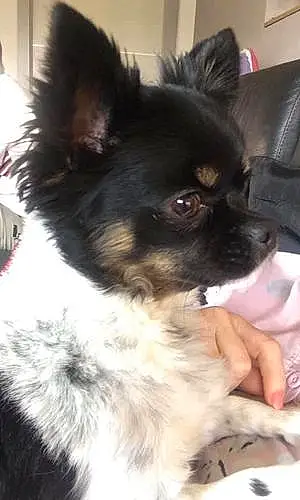 Nom Chihuahua Chien Mougli