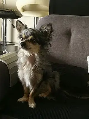 Nom Chihuahua Chien Oky