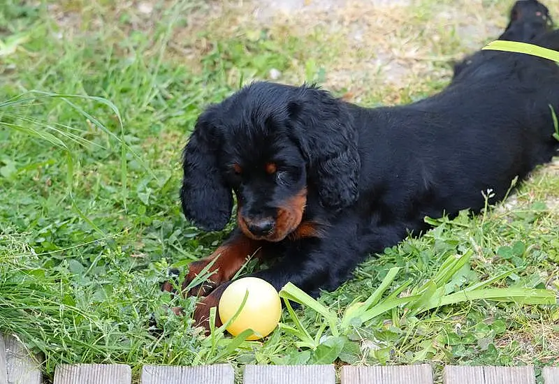 Chien, Race de chien, Carnivore, Herbe, Chien de compagnie, Plante, Museau, Tennis Ball, Cricket Ball, Terrestrial Animal, Canidae, Baballe, Sports Toy, Chien de chasse, Working Dog, Sports Equipment, Football, Working Animal, Hunting Dog