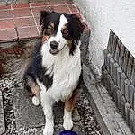Chien, Race de chien, Carnivore, Chien de compagnie, Moustaches, Herding Dog, Door, Poil, Toy Dog, Canidae, Working Animal, Electric Blue, Building, Working Dog, Road Surface, Brick, Ancient Dog Breeds