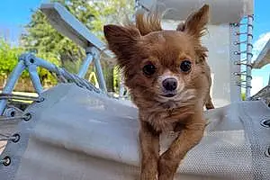 Nom Chihuahua Chien Gypsy