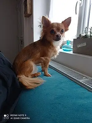 Nom Chihuahua Chien Jack