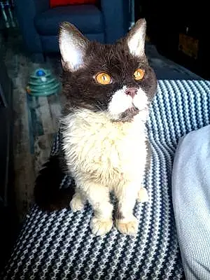 Selkirk Rex Chat Uno