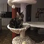 Lighting, Room, Carnivore, Small To Medium-sized Cats, Felidae, Chat, Cat Furniture, Moustaches, Grey, Pet Supply, Home, Interior Design, Lighting Accessory, Light Fixture, Cat Supply, Hardwood, Lamp, Cabinetry