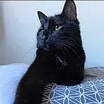 Chat, Carnivore, Felidae, Small To Medium-sized Cats, Grey, Bombay, Moustaches, Museau, Chats noirs, Domestic Short-haired Cat, Poil, Pattern, Electric Blue, FenÃªtre, Cat Supply, Queue, Comfort, Terrestrial Animal, Griffe, Patte