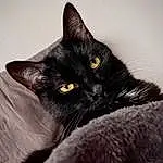 Chat, Felidae, Carnivore, Small To Medium-sized Cats, Moustaches, Grey, Comfort, Museau, Ciel, Chats noirs, Bombay, Noir & Blanc, Domestic Short-haired Cat, Poil, Monochrome, Patte, Queue, Griffe, Sieste