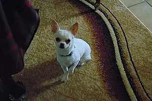 Nom Chihuahua Chien Puce