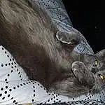 Chat, Felidae, Carnivore, Grey, Small To Medium-sized Cats, Sleeve, Moustaches, Museau, Bleu russe, Queue, Domestic Short-haired Cat, Poil, Human Leg, Pattern, Linens
