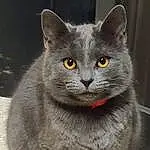 Chat, Felidae, Carnivore, Small To Medium-sized Cats, Moustaches, Grey, Museau, FenÃªtre, Domestic Short-haired Cat, Poil, Bleu russe, Terrestrial Animal, Assis