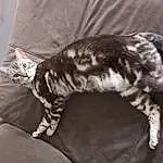 Chat, Small To Medium-sized Cats, Felidae, Carnivore, Moustaches, Dragon Li, European Shorthair, Domestic Short-haired Cat, Queue, Asiatique, American Shorthair, Chat tigrÃ©, Bengal, Sokoke, Poil, Chat sauvage, Toyger, Griffe
