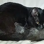 Chat, Felidae, Small To Medium-sized Cats, Carnivore, Grey, Moustaches, Chats noirs, Queue, Museau, Comfort, Terrestrial Animal, Domestic Short-haired Cat, Poil, Bombay, Cat Supply, Griffe, Patte, Cat Bed