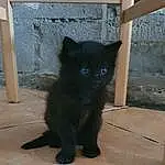 Yeux, Chat, Felidae, Carnivore, Small To Medium-sized Cats, Moustaches, Museau, Chats noirs, Queue, Bombay, Domestic Short-haired Cat, Poil, Terrestrial Animal, Electric Blue