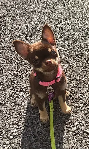 Nom Chihuahua Chien Moana