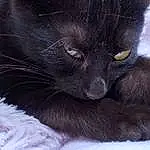 Chat, Chats noirs, Small To Medium-sized Cats, Felidae, Moustaches, Black, Nebelung, Carnivore, Museau, Korat, Poil, Bombay, Burmese, Domestic Long-haired Cat