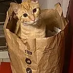 Chat, Felidae, Paper Bag, Shipping Box, Carnivore, Small To Medium-sized Cats, Packing Materials, Moustaches, Basket, Faon, Pet Supply, Packaging And Labeling, Box, Carton, Bag, Bois, Cardboard, Domestic Short-haired Cat, Event, Paper Product
