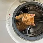 Brown, Clothes Dryer, Washing Machine, Chat, Automotive Tire, Vrouumm, Home Appliance, Carnivore, Automotive Lighting, Felidae, Major Appliance, Rim, Fender, Laundry, Laundry Room, Gas, Small To Medium-sized Cats, Circle, Automotive Design, Automotive Wheel System