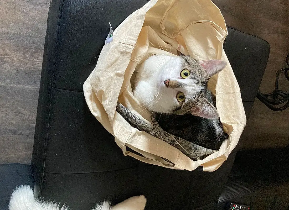Chat, Felidae, Carnivore, Small To Medium-sized Cats, Moustaches, Comfort, Domestic Short-haired Cat, Linens, Bag, Box, Paper Bag, Poil, Packing Materials, Paper Product, Paper, Plastic Bag, Cardboard, Comfort Food