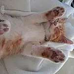 Chat, Felidae, Carnivore, Small To Medium-sized Cats, Moustaches, Gesture, Faon, Comfort, Poil, Patte, Nail, Domestic Short-haired Cat, Griffe, Queue, Jewellery, Bed, Fashion Accessory, Linens, Sieste
