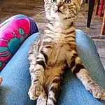 Chat, Small To Medium-sized Cats, Felidae, Carnivore, Moustaches, Chat tigrÃ©, Chatons, European Shorthair, American Shorthair, Dragon Li, Asiatique, Toyger, Pixie-bob, Sokoke, Bengal, Domestic Short-haired Cat, American Wirehair, Californian Spangled