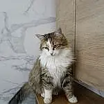 Chat, Fenêtre, Carnivore, Felidae, Grey, Bois, Small To Medium-sized Cats, Moustaches, Faon, Comfort, Maine Coon, Queue, Museau, Hardwood, Terrestrial Animal, Domestic Short-haired Cat, Patte, Poil, Griffe