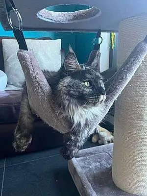 Nom Maine Coon Chat Shelby