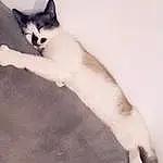 Chat, Yeux, Felidae, Carnivore, Small To Medium-sized Cats, Moustaches, Comfort, Queue, Museau, Poil, Patte, Domestic Short-haired Cat, Terrestrial Animal, Shadow, Monochrome, Noir & Blanc, Foot, Assis, Griffe