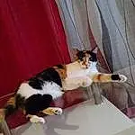 Chat, Felidae, Comfort, Textile, Carnivore, Interior Design, Curtain, Bois, Small To Medium-sized Cats, Moustaches, Queue, Hardwood, Domestic Short-haired Cat, Room, Poil, Linens, Chair, Table