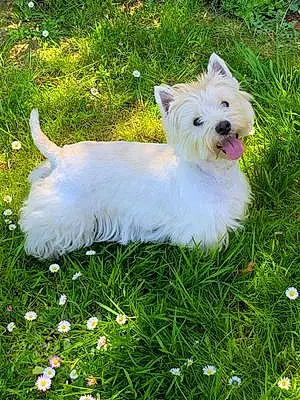 Nom West Highland White Terrier Chien Lylo