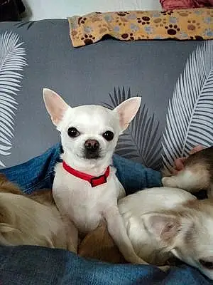 Nom Chihuahua Chien Mozart