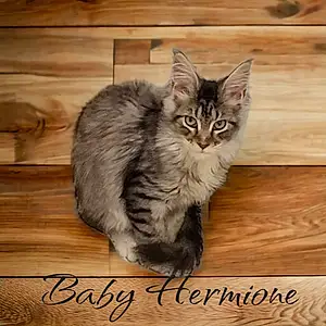 Nom Chat Hermione