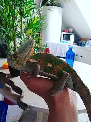 Reptile Django