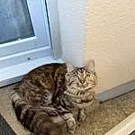 Chat, Felidae, Carnivore, Moustaches, Small To Medium-sized Cats, Comfort, Bois, Queue, Domestic Short-haired Cat, Fenêtre, Poil, Hardwood, Door, Patte, Assis, Terrestrial Animal, Griffe