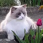 Chat, Plante, Blanc, Nature, Felidae, Carnivore, Fleur, Iris, Small To Medium-sized Cats, Herbe, Moustaches, Terrestrial Plant, Petal, Groundcover, Herbaceous Plant, Poil, Queue, Annual Plant, Flowering Plant, Assis