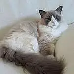 Chat, Carnivore, Felidae, Small To Medium-sized Cats, Moustaches, Comfort, Faon, Queue, Museau, Patte, Poil, Griffe, Domestic Short-haired Cat, Assis, British Longhair, Terrestrial Animal, Foot
