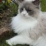 Chat, Plante, Fleur, Felidae, Carnivore, Small To Medium-sized Cats, Moustaches, Herbe, Museau, Queue, Groundcover, Poil, Herbaceous Plant, Terrestrial Animal, British Longhair, Composite Material, Annual Plant