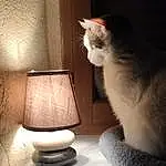 Chat, Felidae, Fenêtre, Carnivore, Comfort, Tints And Shades, Moustaches, Small To Medium-sized Cats, Lamp, Queue, Bois, Human Leg, Poil, Domestic Short-haired Cat, Cat Supply, Lampshade, Darkness, Room, Shadow