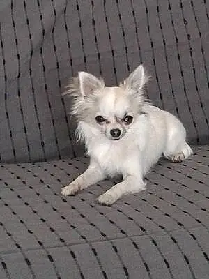 Nom Chihuahua Chien Jazzie