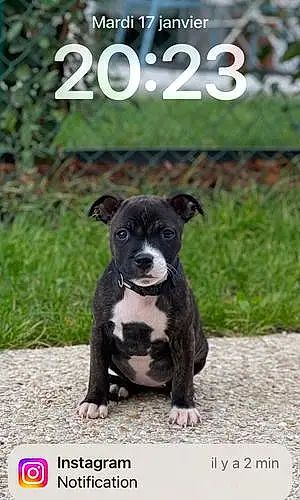 Chiots Staffordshire Bull Terrier Chien Trixie
