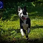 Chien, Plante, Race de chien, Carnivore, Herbe, Chien de compagnie, Queue, Museau, Moustaches, Canidae, Terrier, Working Dog, Herding Dog, Non-sporting Group, Chiots, Hunting Dog, Walking, Art