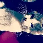 Chat, Ciel, Moustaches, Small To Medium-sized Cats, Felidae, Cloud, Nez, Museau, Yeux, Poil, Chatons, Close-up, Carnivore, Oreille, Meteorological Phenomenon, Black-and-white, Love, Photography, Polydactyl Cat, Patte