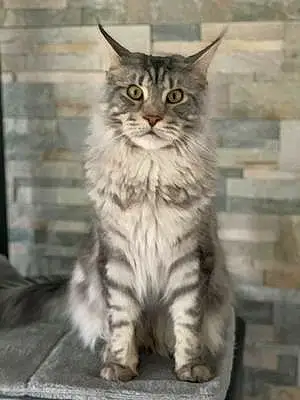 Nom Maine Coon Chat Pearly