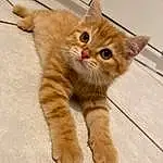 Chat, Yeux, Felidae, Carnivore, Small To Medium-sized Cats, Gesture, Moustaches, Faon, Queue, Museau, Foot, Patte, Bois, Griffe, Domestic Short-haired Cat, Poil, Comfort, Terrestrial Animal, Nail