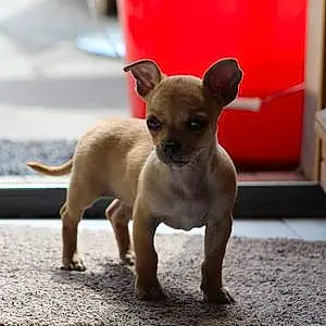 Nom Chihuahua Chien Kayla