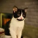Chat, Yeux, Felidae, Carnivore, Human Body, Small To Medium-sized Cats, Moustaches, Grey, Queue, Museau, Domestic Short-haired Cat, Poil, FenÃªtre, Assis, Terrestrial Animal, Bois, Formal Wear, Patte, Noir & Blanc, Stairs